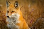 fox-1883658_1280
