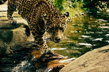 leopard-2578114_1280