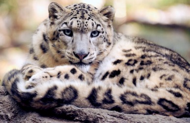 snow-leopard-1378691_960_720